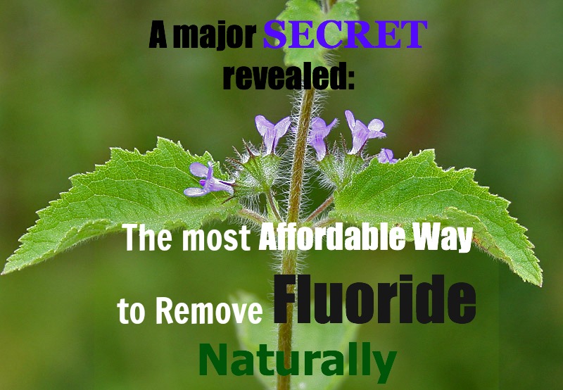 remove-fluoride-naturally